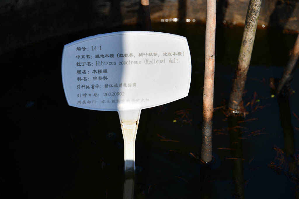 濕地木槿（紅秋葵、槭葉秋葵、玫紅秋葵）