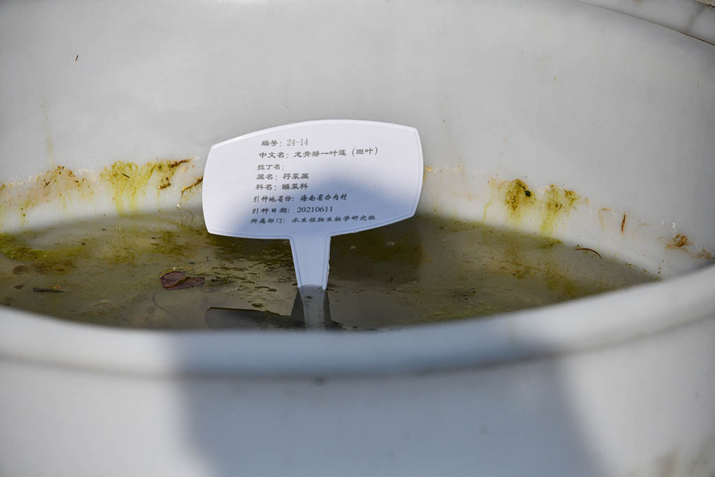 龍骨瓣一葉蓮(斑葉)