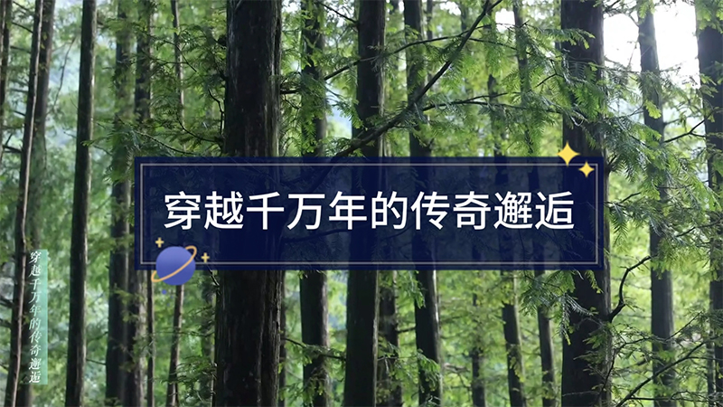 胡先骕與水杉--穿越千萬(wàn)年的傳奇邂逅