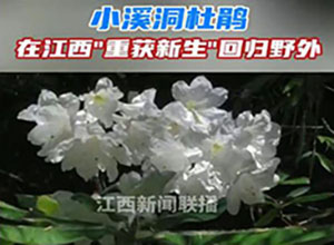從滅絕到重生！"植物界大熊貓"野外回歸
